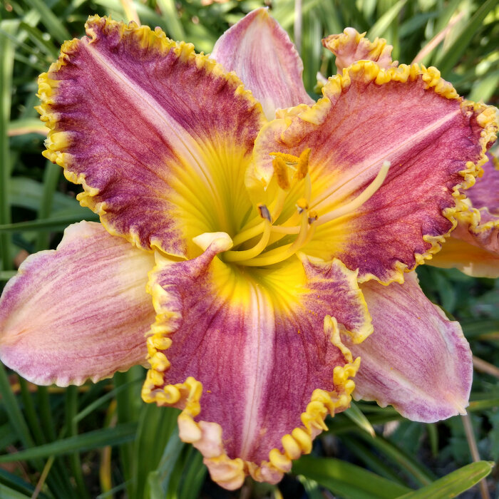 Hemerocallis (Daylily) seedling №S19080