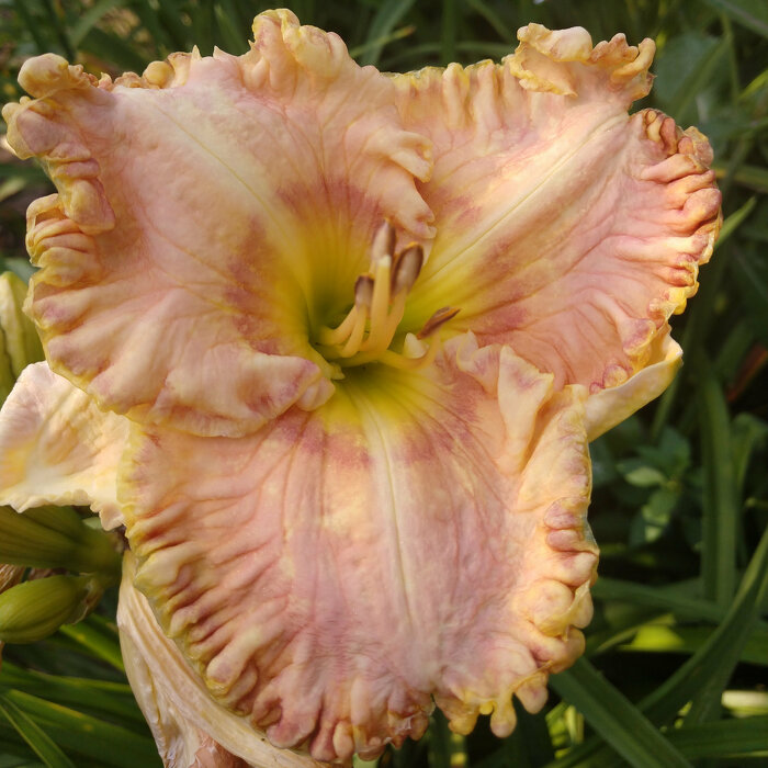 Hemerocallis (Daylily) seedling №S19096