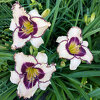 Hemerocallis (Daylily) seedling №S19100