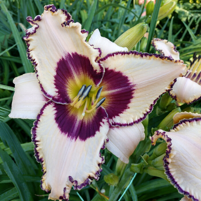 Hemerocallis (Daylily) seedling №S19100