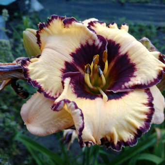 Hemerocallis (Daylily) seedling №S19104