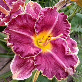 Hemerocallis (Daylily) seedling №S19111