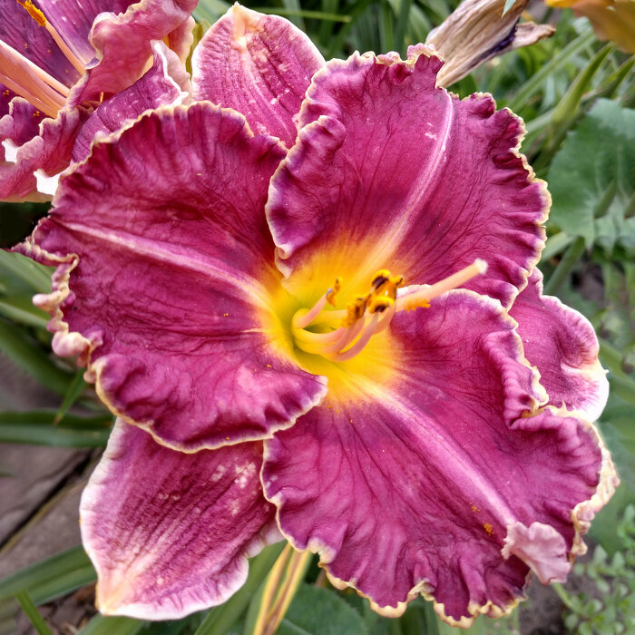 Hemerocallis (Daylily) seedling №S19111
