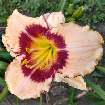 Hemerocallis (Daylily) seedling №S19113