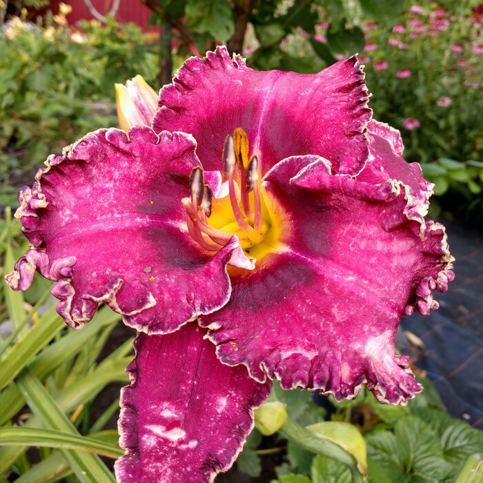 Hemerocallis (Daylily) seedling №S19114